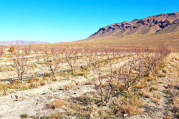 Image showing bush  in    valley  morocco     africa vines