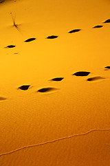 Image showing red footstep  brown sand dune in the sahara  