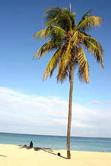 Image showing Palm on Cuban beach