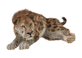 Image showing Big Cat Sabertooth