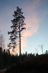 Image showing Alone pine tree silhouette