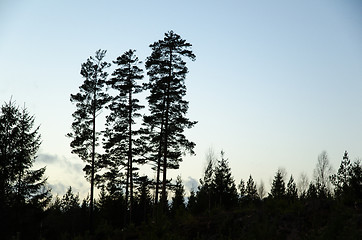 Image showing Silhouettes of pine trees 