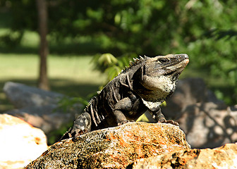 Image showing Iguana in Mexico