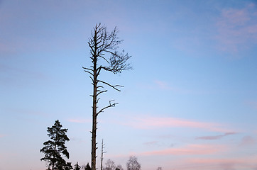 Image showing Dead pine tree silhouette