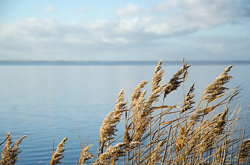 Image showing Reed plants detail