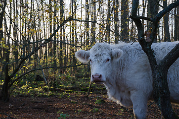 Image showing Single cow in a forest