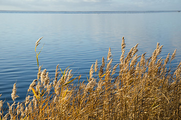 Image showing Colorful reeds