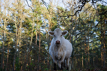 Image showing Staring cow