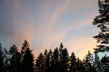 Image showing Forest silhouette