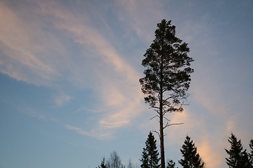 Image showing Pine tree silhouette