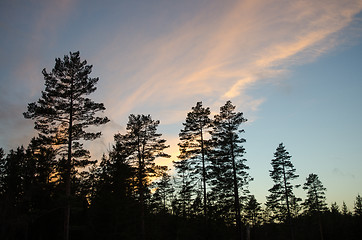 Image showing Pine trees silhouettes
