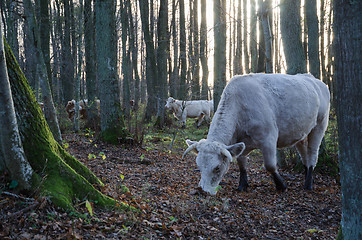 Image showing Grazing cattle in forest