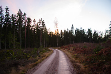 Image showing Gravel road in a dark forest