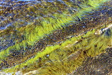 Image showing Green Algae in shallow water at the Baltic Sea. Cladophora.