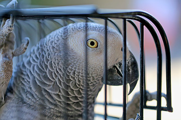 Image showing Beautiful parrot in a cage 