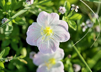 Image showing bright white flower 