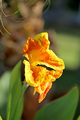 Image showing Beautiful bright yellow flower 