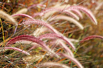 Image showing Beautiful bright Golden grass 