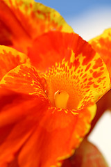 Image showing Beautiful bright red flower 