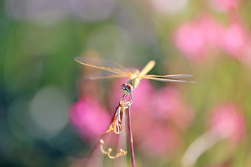 Image showing Beautiful dragonfly on a background of flowers 