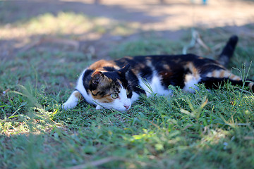 Image showing Beautiful cat lying on the grass