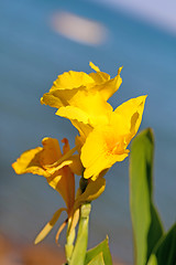 Image showing Beautiful bright yellow flower 