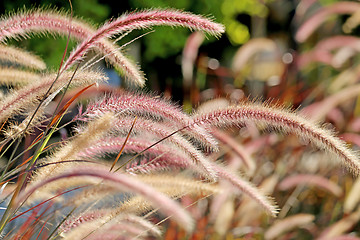 Image showing Beautiful bright Golden grass 