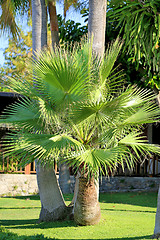 Image showing Beautiful green palm tree 