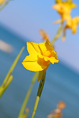 Image showing Beautiful bright yellow flower 