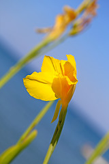 Image showing Beautiful bright yellow flower 