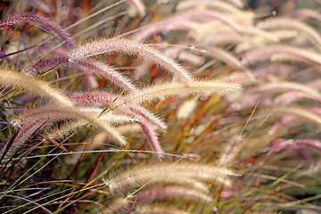 Image showing Beautiful bright Golden grass 