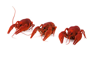 Image showing Three boiled crawfish on white