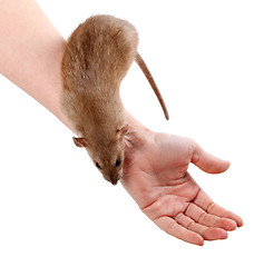 Image showing Brown rat on hands