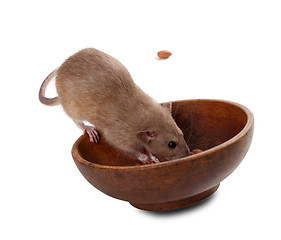 Image showing Brown fancy rat (Rattus norvegicus) eating peanuts from plate