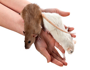 Image showing White and brown rats on hands