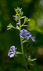 Image showing Flowering Bird\'s-eye speedwell plant close up