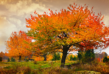 Image showing tree with golden leaves in autumn and sunrays 