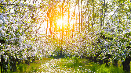 Image showing Blooming apple trees at spring