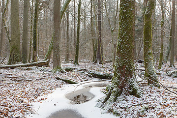 Image showing Old natural stand of Bialowieza Forest by stream