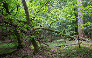 Image showing Old broken hornbeam tree moss wrapped