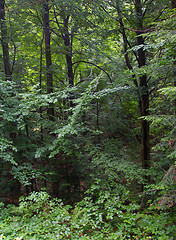 Image showing Lush foliage of summetime beech stand in Bieszczady