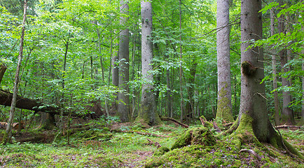 Image showing Group of old spruces inside deciduous stand