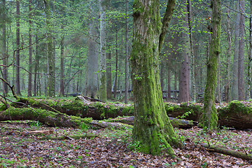 Image showing Springtime deciduous stand of Bialowieza Forest