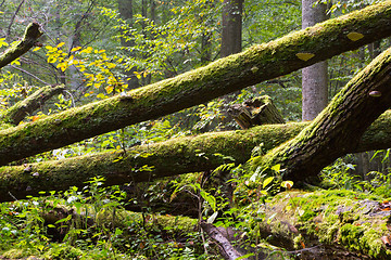 Image showing Old oak tree broken lying in spring forest