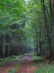 Image showing Straight ground road leading across forest