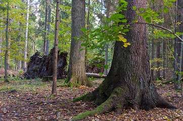 Image showing Monumental old spruce in mixed stand of Bialowieza Forest