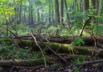 Image showing Old moss wrapped spruce tree lying in deciduous stand