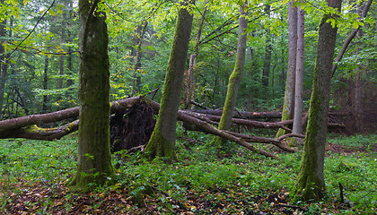 Image showing Old alder trees of Bialowieza Forest