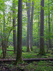 Image showing Summertimel misty morning in the forest