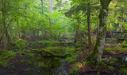 Image showing Summertime sunrise in wet deciduous stand